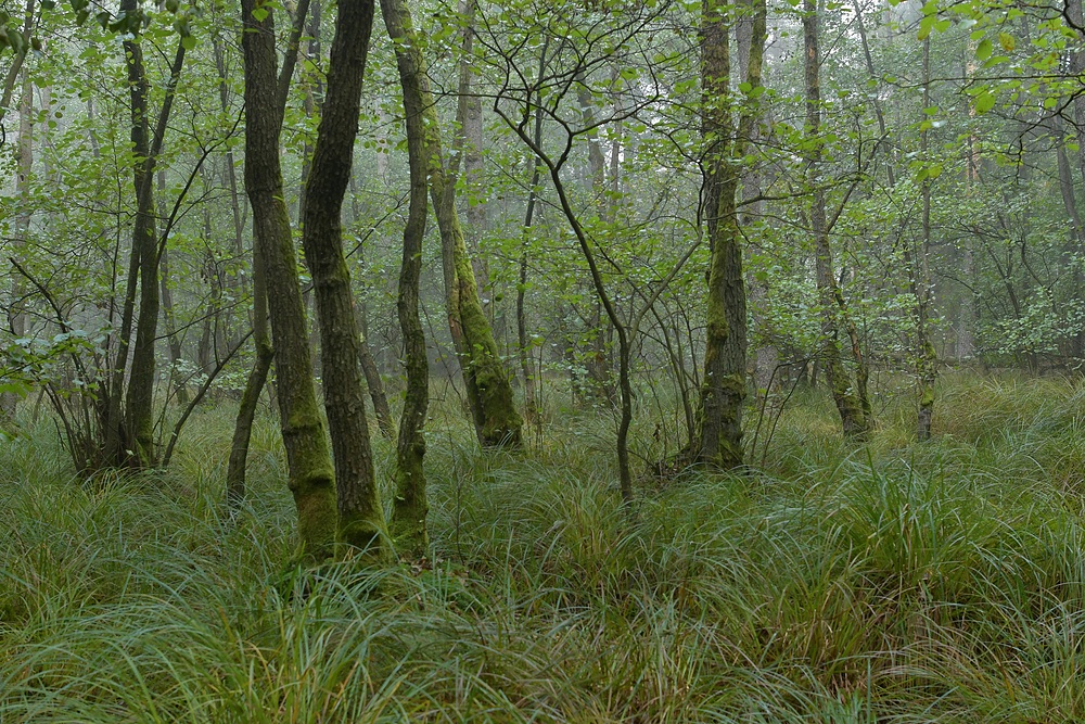 Mühlheimer Wald, Abteilung 107: Erlen und Seggen