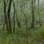 Mühlheimer Wald, Abteilung 107: Erlen und Seggen