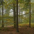 Mühlheimer Wald, Abteilung 107: Herbststimmung 01