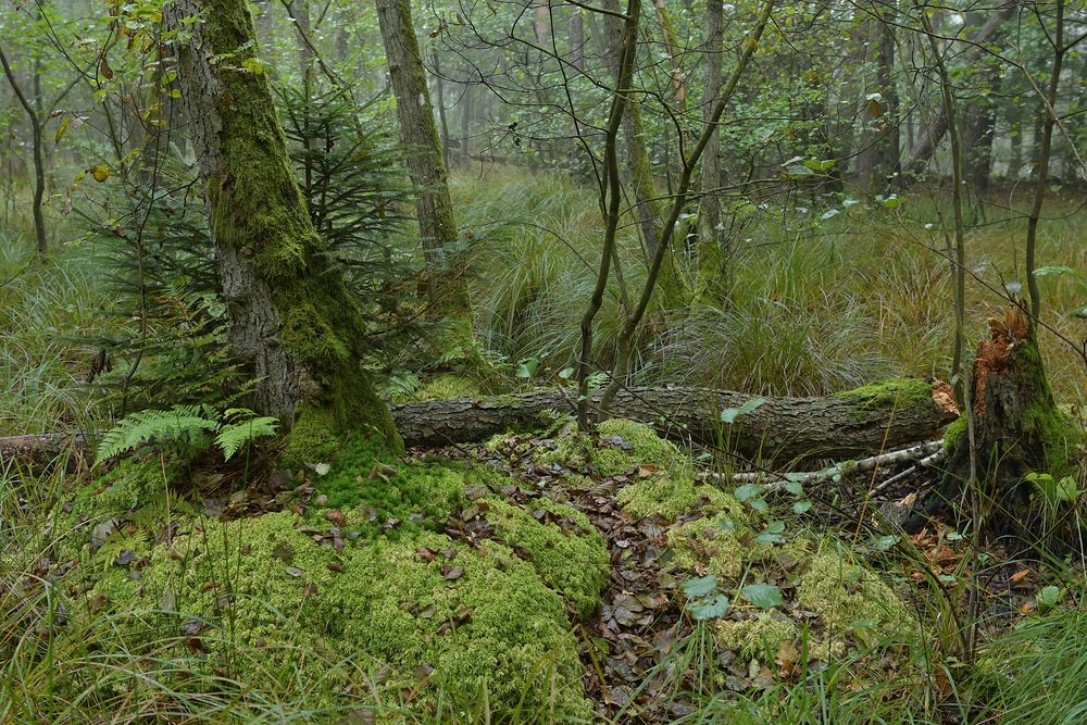 Mühlheimer Wald, Abteilung 107: Moose, Erlen, Seggen, Farne