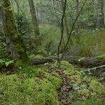 Mühlheimer Wald, Abteilung 107: Moose, Erlen, Seggen, Farne