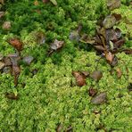 Mühlheimer Wald, Abteilung 107: Trügerisches Torfmoos