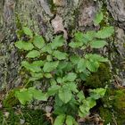 Mühlheimer Wald, Abteilung 11: Rotbuchen – Aufwuchs am Kiefernstamm