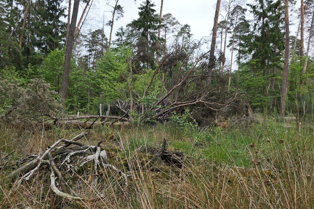 Mühlheimer Wald, Abteilung 11: Windwurf 02