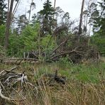 Mühlheimer Wald, Abteilung 11: Windwurf 02