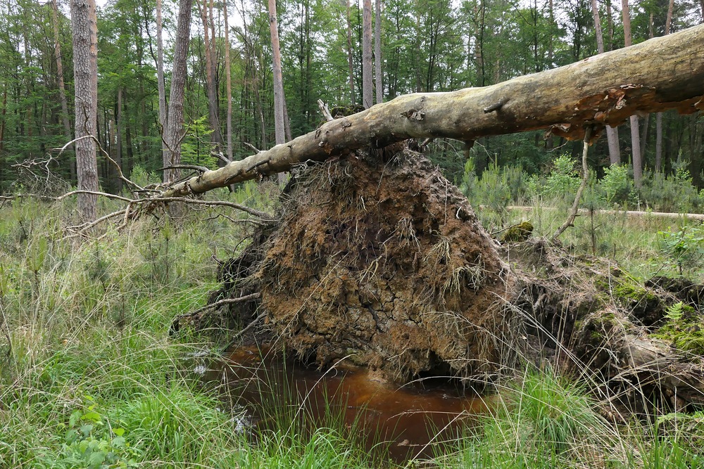 Mühlheimer Wald, Abteilung 11: Windwurf 04