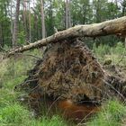 Mühlheimer Wald, Abteilung 11: Windwurf 04