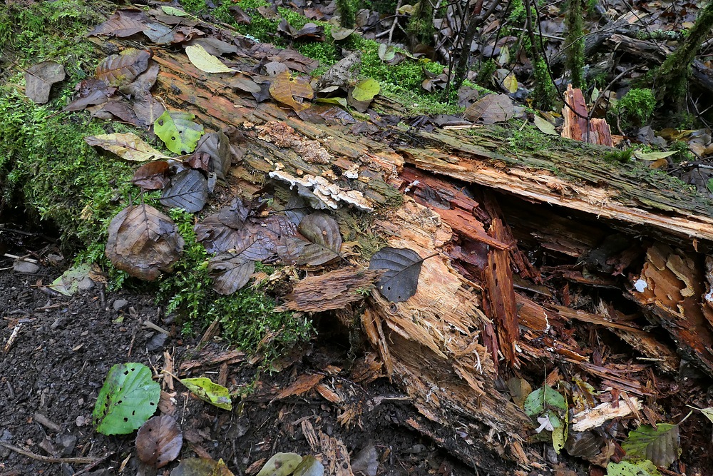 Mühlheimer Wald: Auch umgefallene Bäume leben (fast) ewig weiter