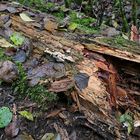 Mühlheimer Wald: Auch umgefallene Bäume leben (fast) ewig weiter