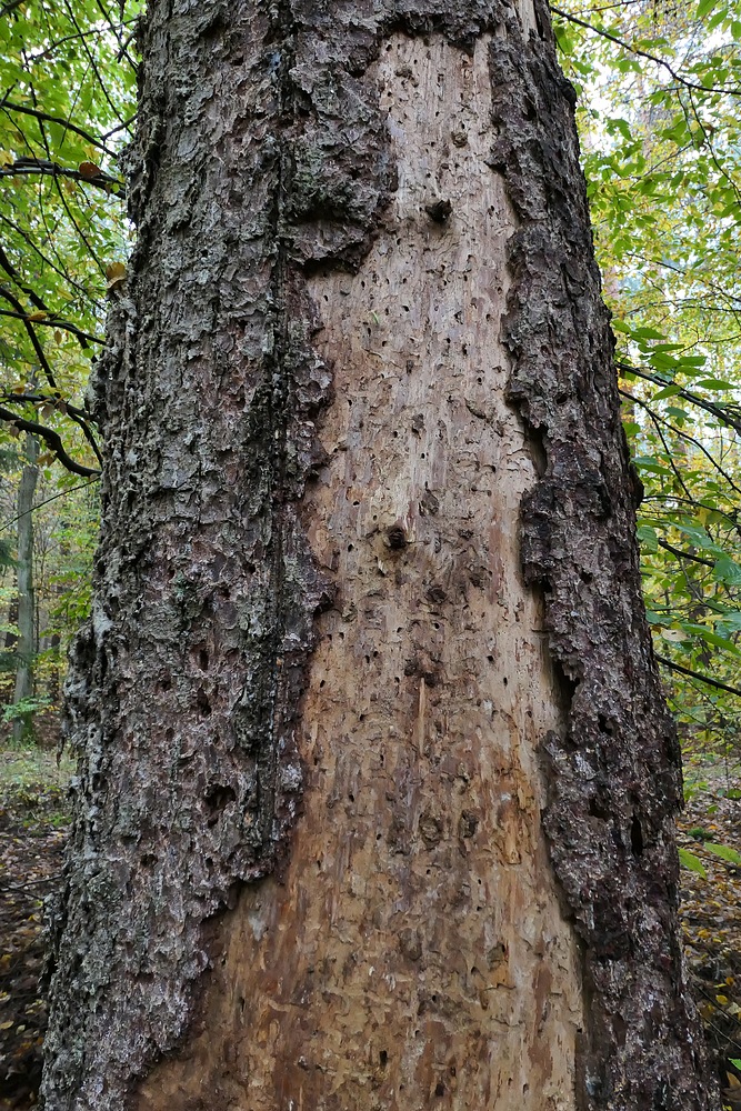 Mühlheimer Wald: Da waren Borkenkäfer tätig