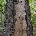 Mühlheimer Wald: Da waren Borkenkäfer tätig