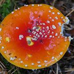 Mühlheimer Wald: Der angebissene Fliegenpilz