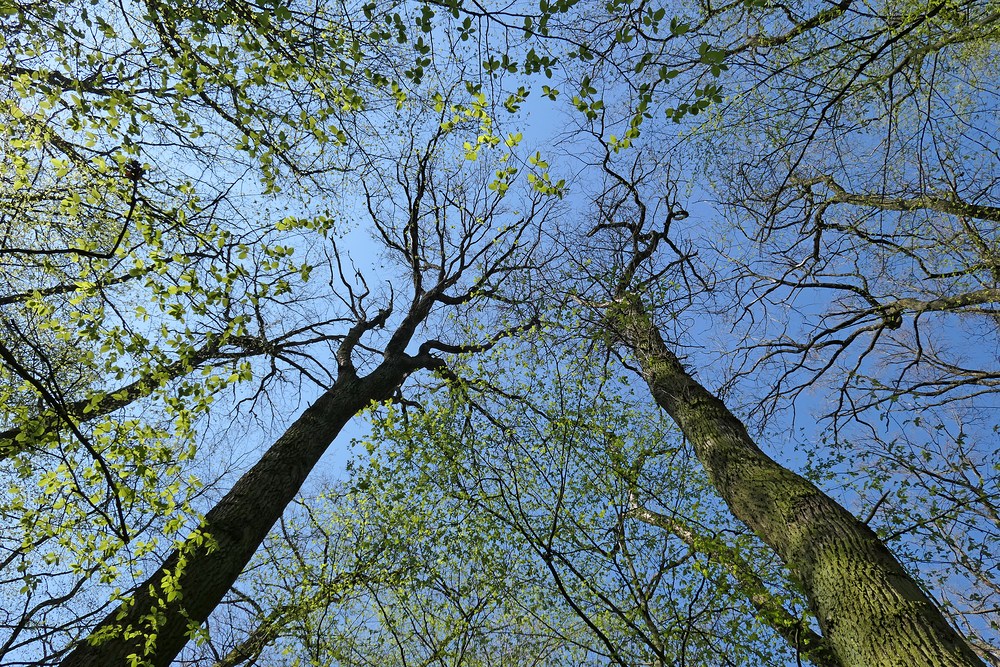 Mühlheimer Wald: Der Frühling ist da