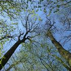 Mühlheimer Wald: Der Frühling ist da