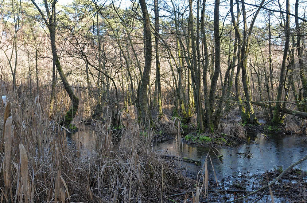 Mühlheimer Wald: Die Fuchslöcher 01