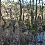 Mühlheimer Wald: Die Fuchslöcher 01