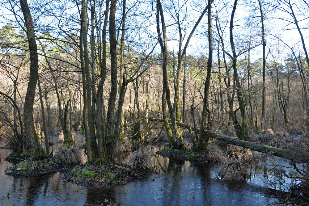 Mühlheimer Wald: Die Fuchslöcher 02