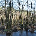 Mühlheimer Wald: Die Fuchslöcher 02