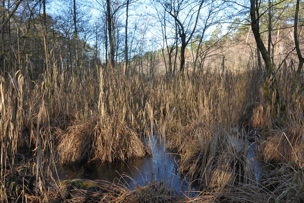 Mühlheimer Wald: Die Fuchslöcher 03