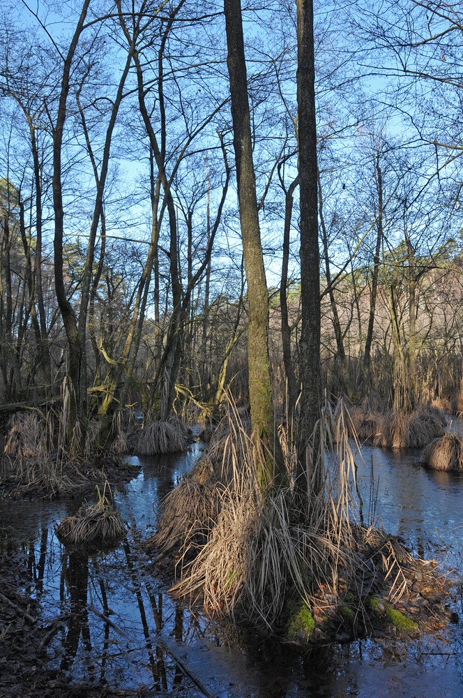 Mühlheimer Wald: Die Fuchslöcher 06