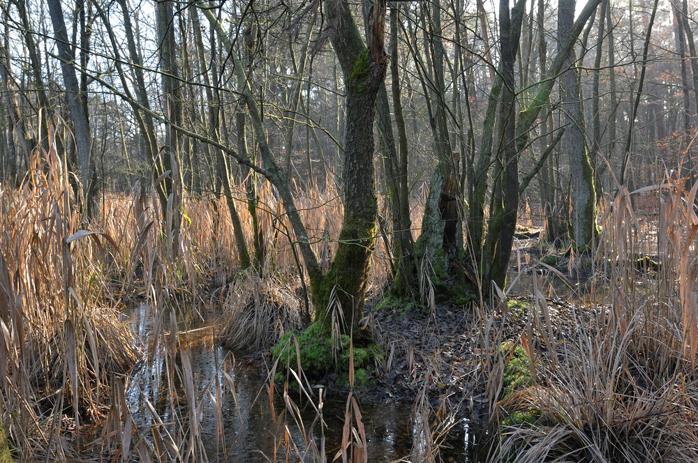 Mühlheimer Wald: Die Fuchslöcher 07