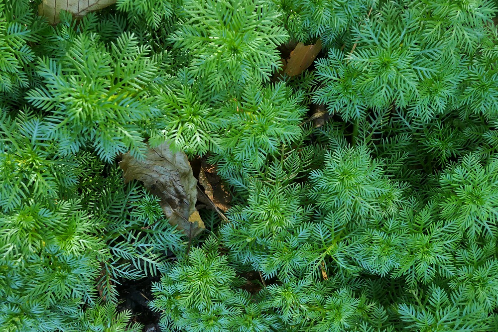 Mühlheimer Wald: Die Wasserfeder 02