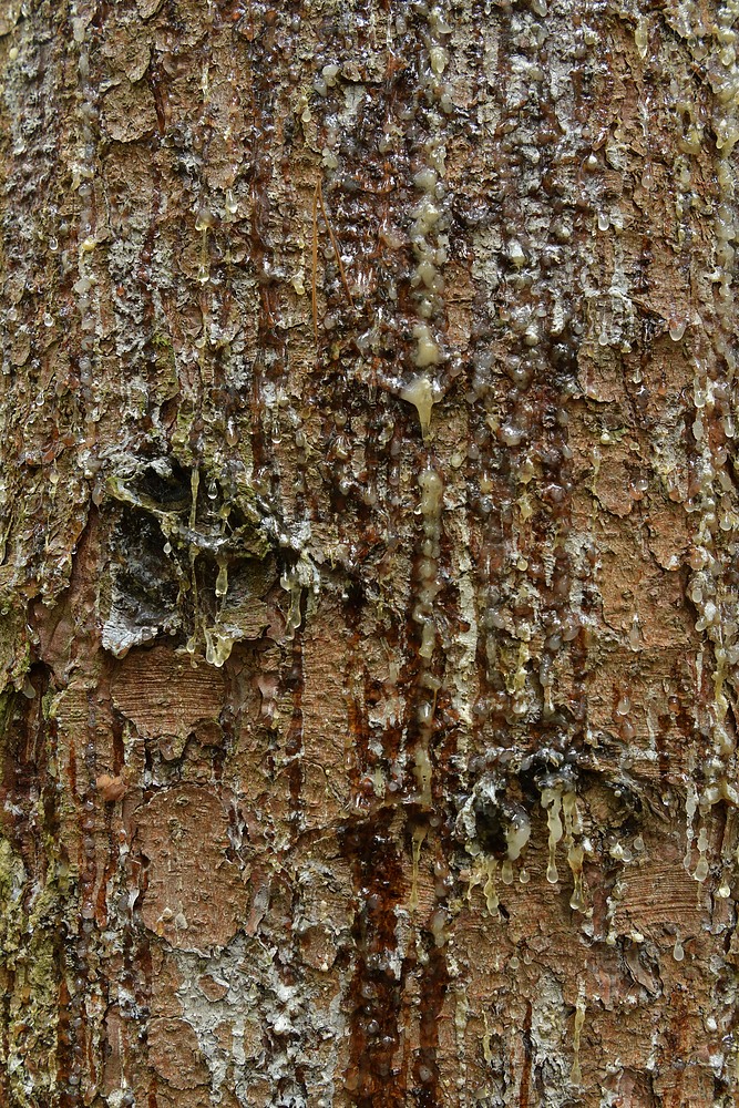 Mühlheimer Wald: Fichten – Harz 01