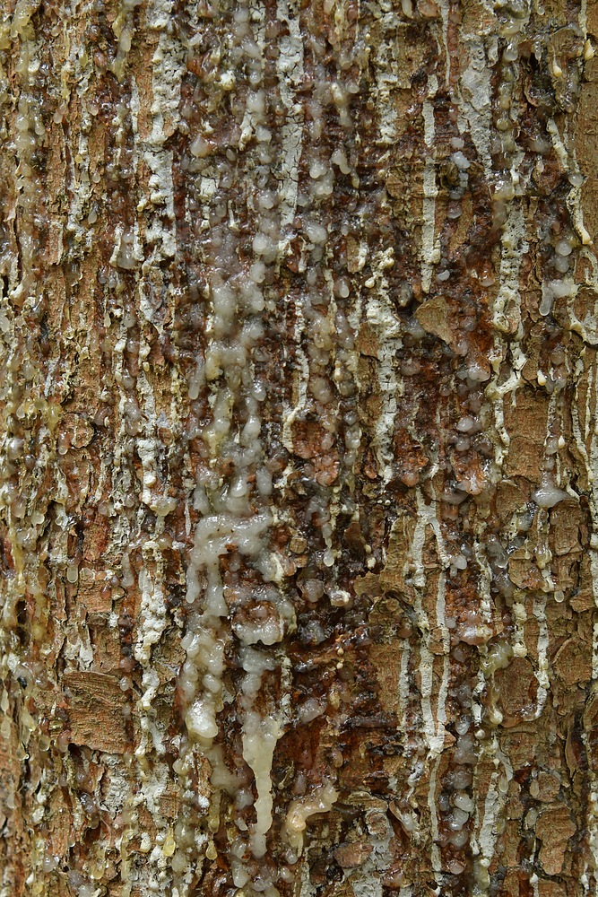 Mühlheimer Wald: Fichten – Harz 02