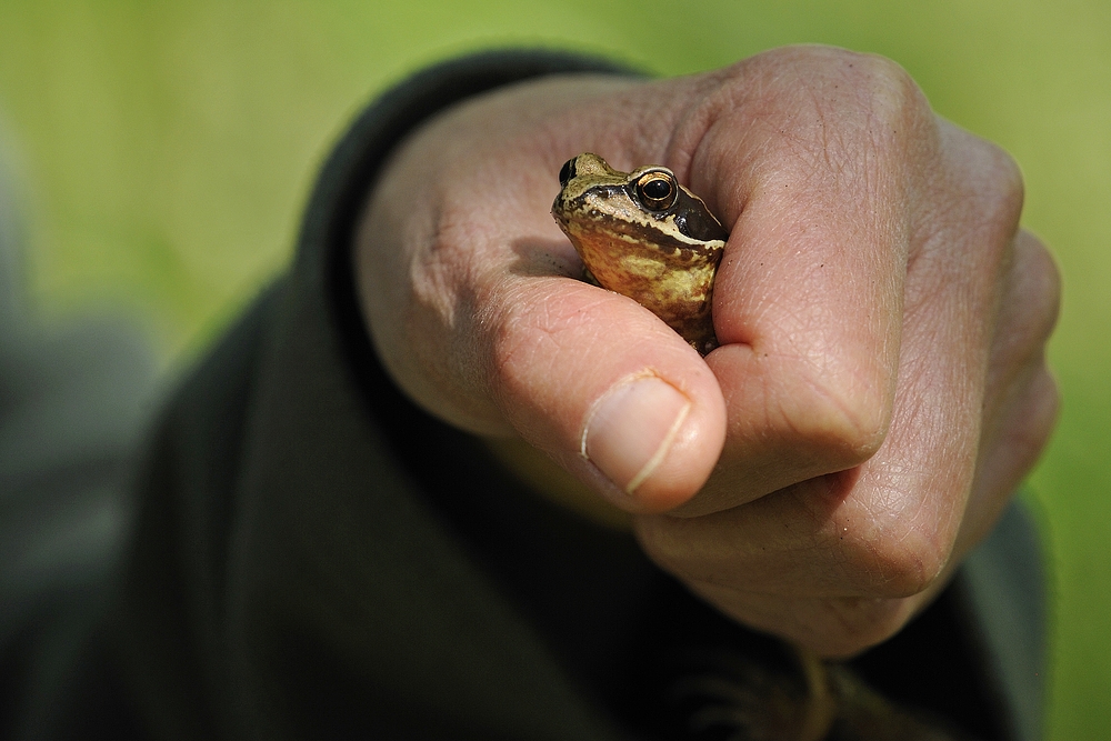 Mühlheimer Wald: Grasfrosch – Mangel 02