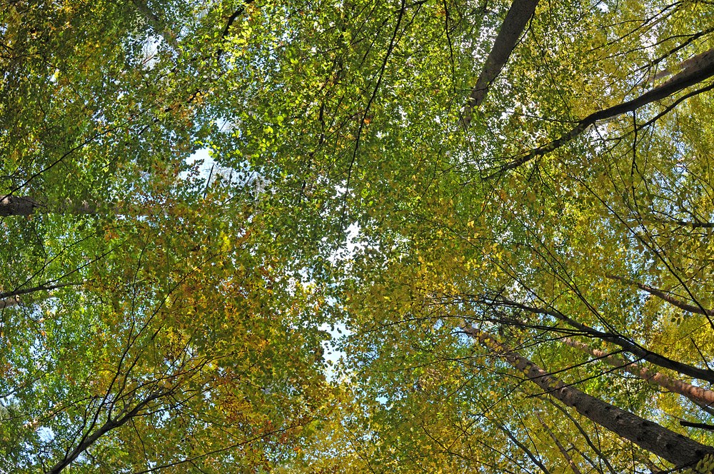 Mühlheimer Wald: Herbstlicht 01
