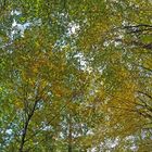 Mühlheimer Wald: Herbstlicht 02