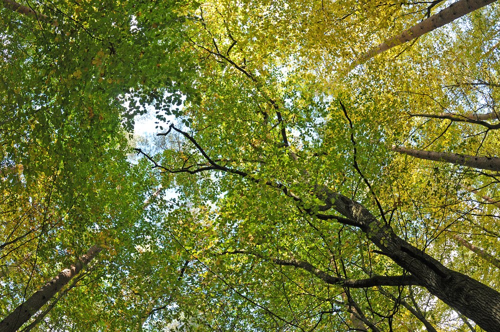 Mühlheimer Wald: Herbstlicht 03