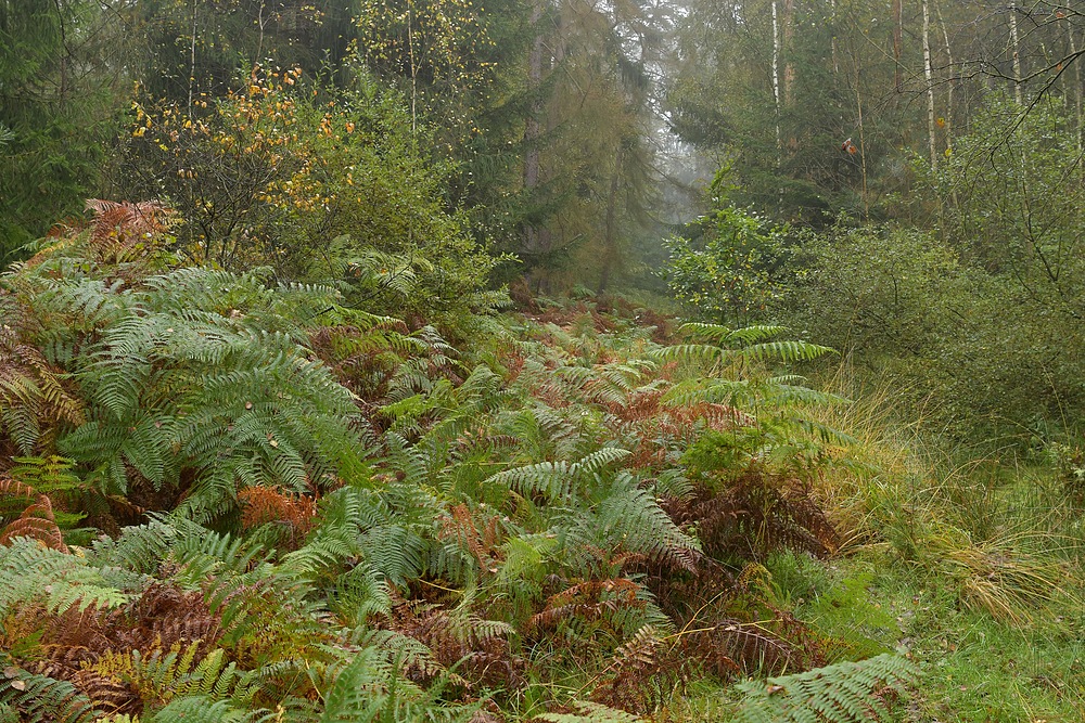 Mühlheimer Wald: Herbststimmung in der Hechtschneise 01