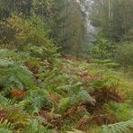 Mühlheimer Wald: Herbststimmung in der Hechtschneise 01