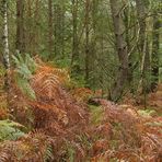 Mühlheimer Wald: Herbststimmung in der Hechtschneise 02