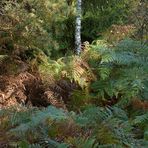 Mühlheimer Wald: Herbststimmung in der Hechtschneise 03