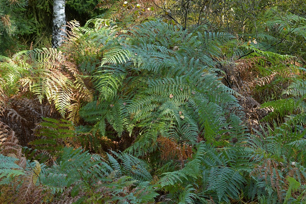 Mühlheimer Wald: Herbststimmung in der Hechtschneise 04