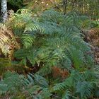 Mühlheimer Wald: Herbststimmung in der Hechtschneise 04