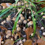 Mühlheimer Wald: Herbstzeit, Pilzzeit 01