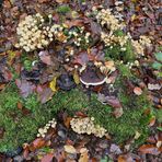 Mühlheimer Wald: Herbstzeit, Pilzzeit 04