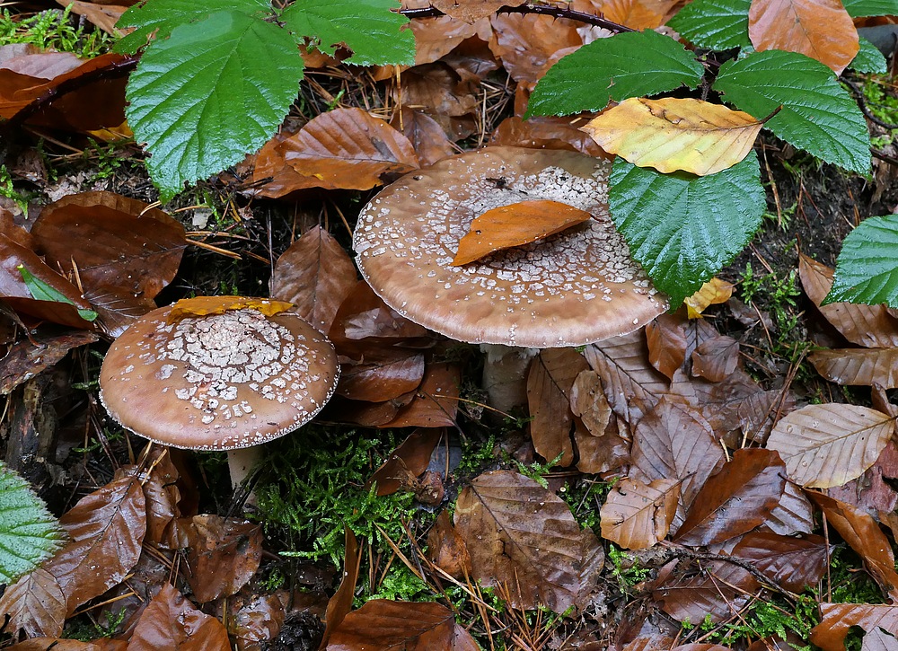 Mühlheimer Wald: Herbstzeit, Pilzzeit 07