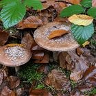 Mühlheimer Wald: Herbstzeit, Pilzzeit 07