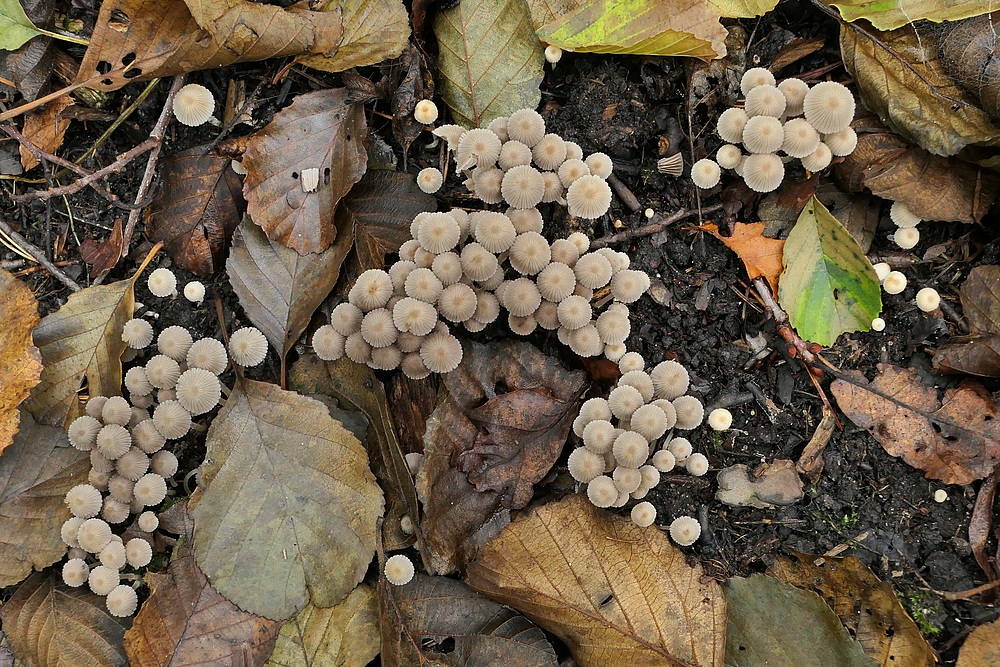 Mühlheimer Wald: Herbstzeit, Pilzzeit 08