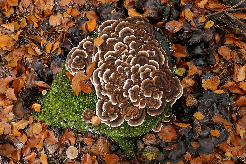 Mühlheimer Wald: Herbstzeit, Pilzzeit 09