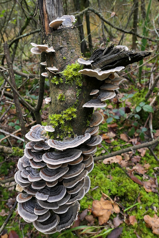 Mühlheimer Wald: Herbstzeit, Pilzzeit 10