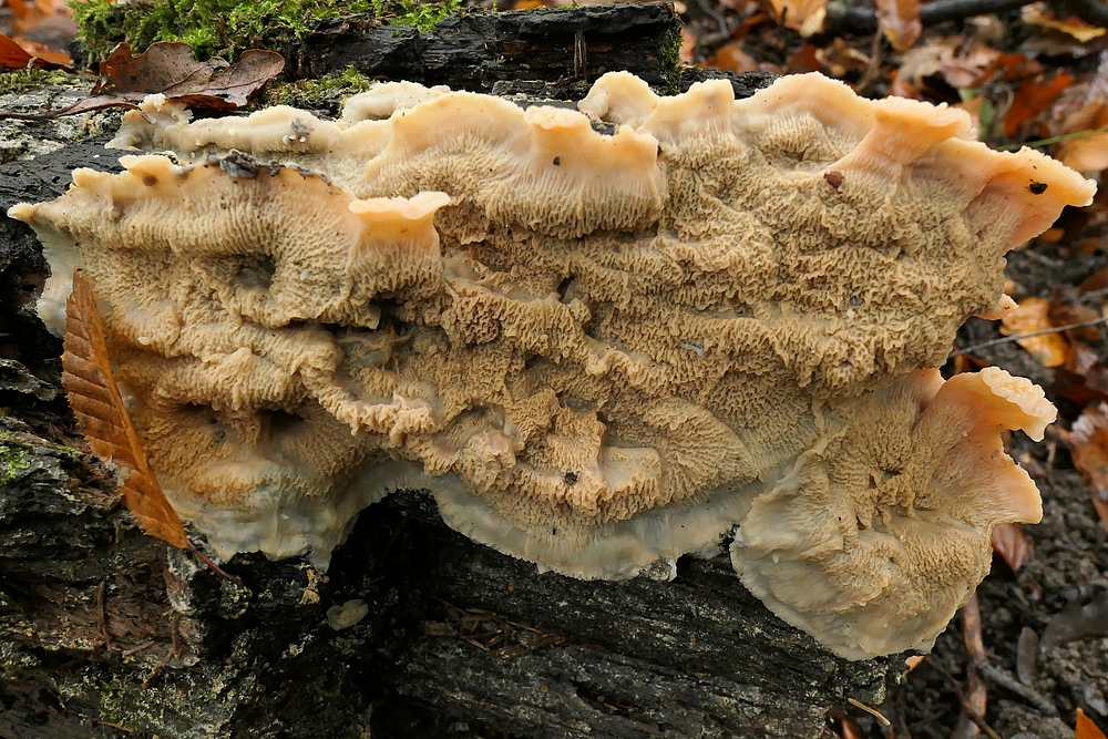 Mühlheimer Wald: Herbstzeit, Pilzzeit 11