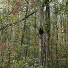 Mühlheimer Wald: Lebensraum Rotbuchen – Totholz
