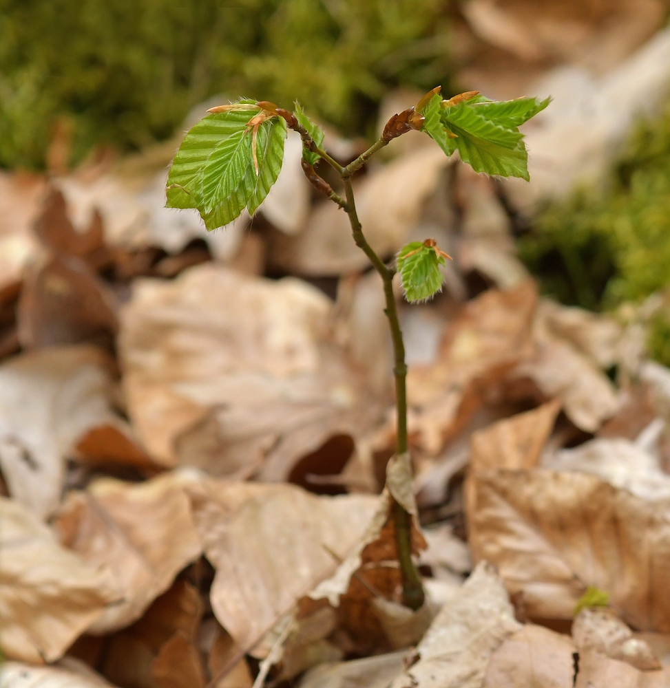 Mühlheimer Wald: Naturverjüngung Rotbuche