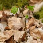 Mühlheimer Wald: Naturverjüngung Rotbuche