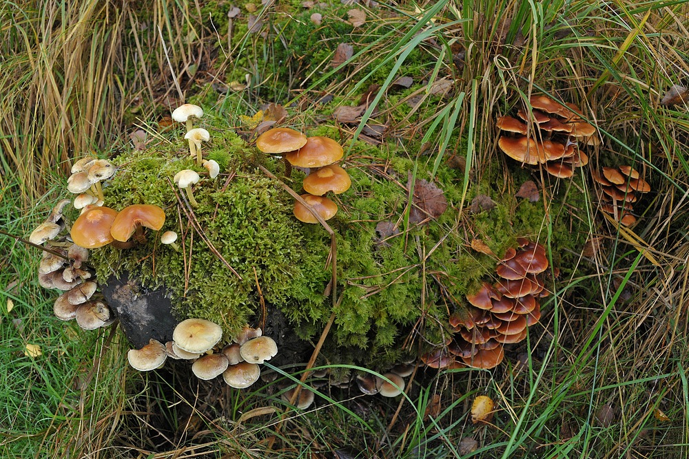 Mühlheimer Wald: Pilz – Mischung